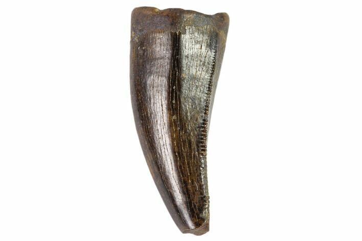 Serrated, Theropod (Raptor) Tooth - Montana #106934